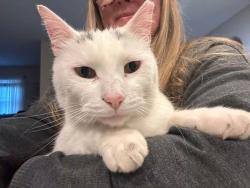 Lost Male Cat last seen Sandalwood Dr and Center St, Greenfield, IN 46140