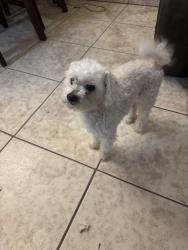 Lost Male Dog last seen Gibson, Albuquerque, NM 87121