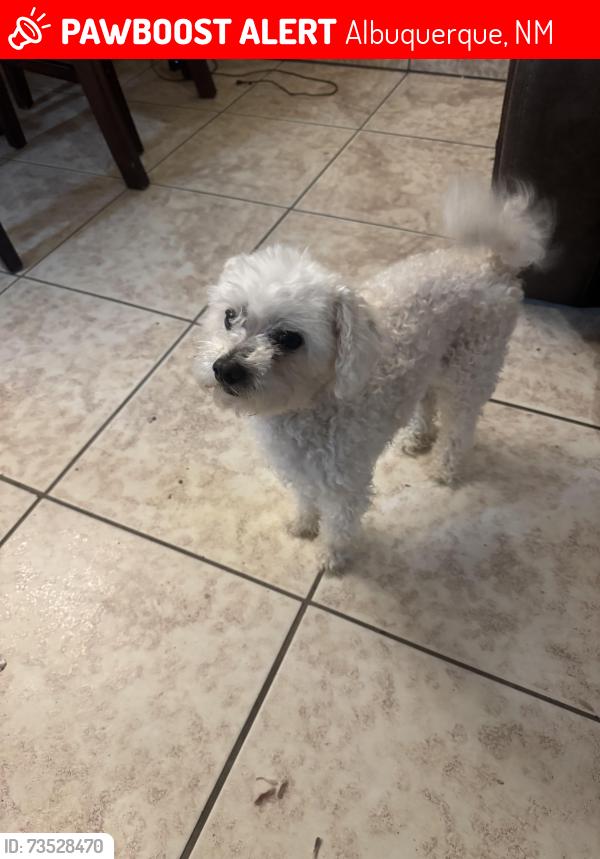 Lost Male Dog last seen Gibson, Albuquerque, NM 87121