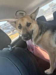 Lost Male Dog last seen Kilpatrick and Anglin, Cleburne, TX 76031