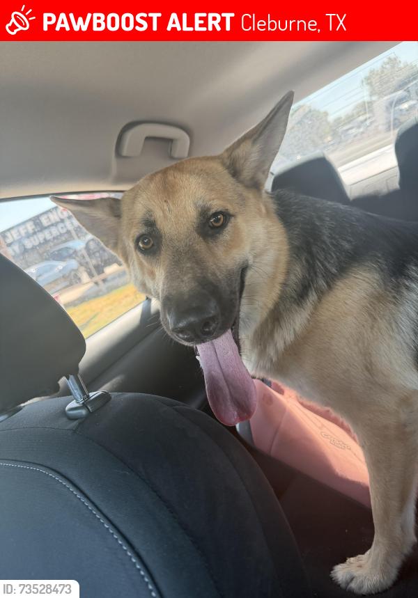 Lost Male Dog last seen Kilpatrick and Anglin, Cleburne, TX 76031
