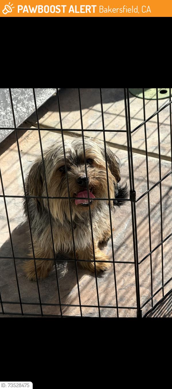 Found/Stray Male Dog last seen Vega meadows Rd, Bakersfield, CA 93312