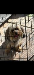 Found/Stray Male Dog last seen Vega meadows Rd, Bakersfield, CA 93312