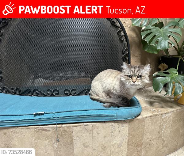 Lost Male Cat last seen Swan and River, Tucson, AZ 85718