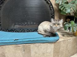 Lost Male Cat last seen Swan and River, Tucson, AZ 85718