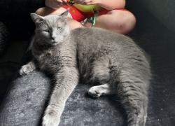 Reunited Male Cat last seen Westmoreland Ave and Glenn St, Lansing, MI 48915