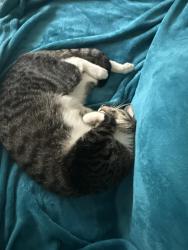 Reunited Male Cat last seen Hasbrook ave, Newtown ave, Philadelphia, PA 19111