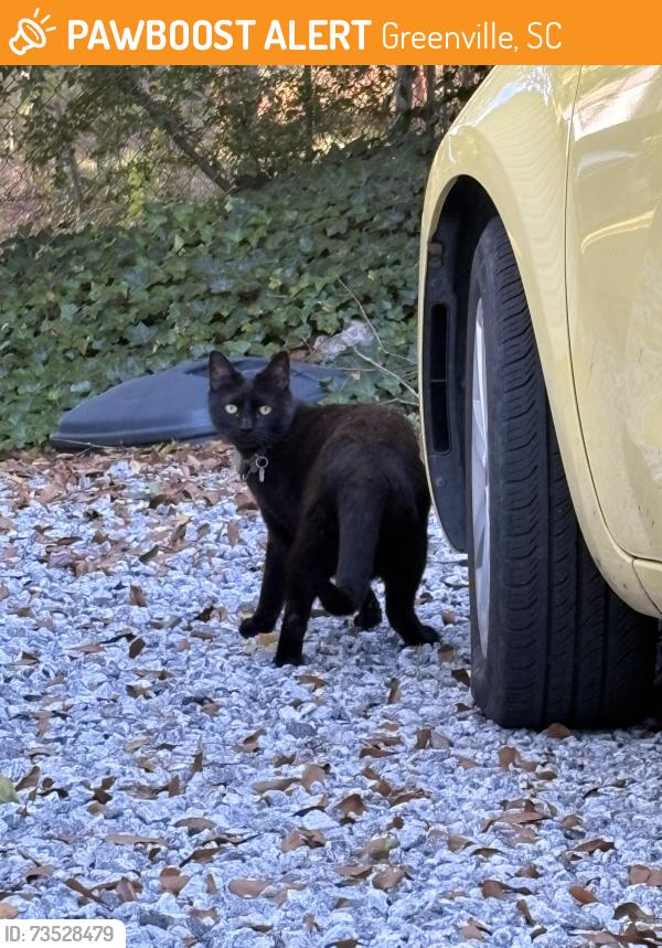 Found/Stray Unknown Cat last seen Hudson Street and Old Buncombe, Greenville, SC 29609