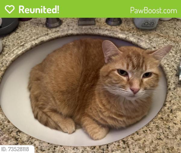 Reunited Male Cat last seen West case & Godown, Columbus, OH 43235