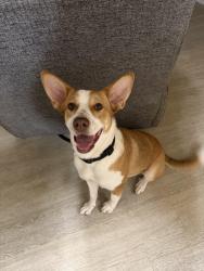 Lost Female Dog last seen Kilpatrick and Anglin, Cleburne, TX 76031