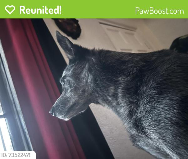 Reunited Male Dog last seen Pine St SE, Albuquerque, NM 87106, USA, Albuquerque, NM 87106