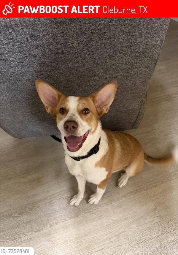 Lost Female Dog last seen Kilpatrick and Anglin, Cleburne, TX 76031