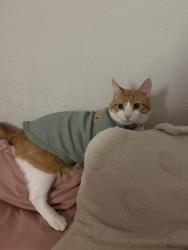 Lost Male Cat last seen A nursing home across the street, Terrell, TX 75160