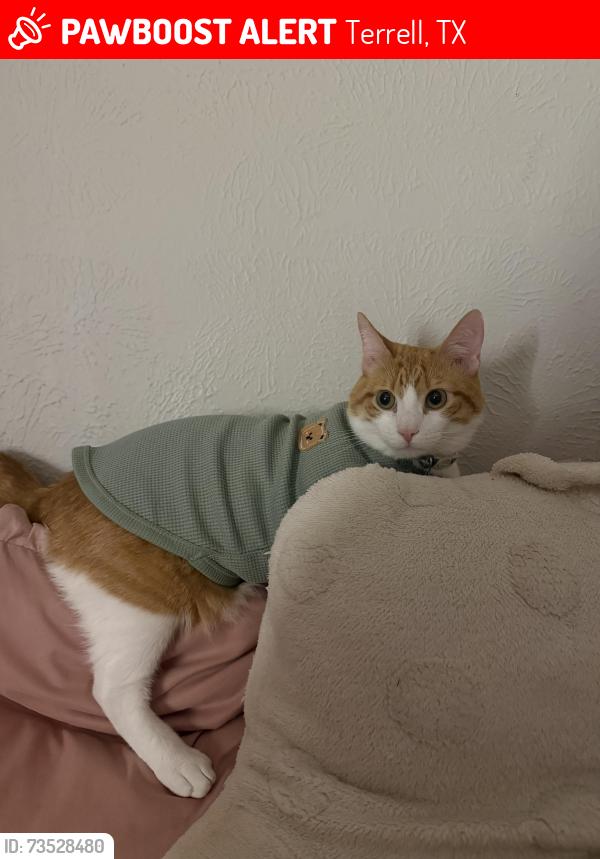 Lost Male Cat last seen A nursing home across the street, Terrell, TX 75160