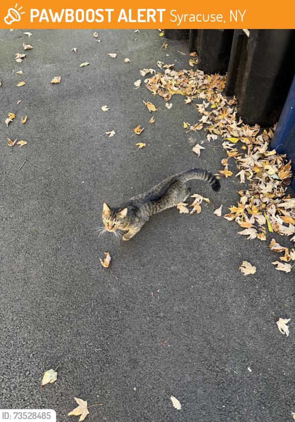 Found/Stray Female Cat last seen Westcott St, Syracuse, NY 13210