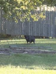 Found/Stray Unknown Dog last seen Kennedy st, Eden, NC 27288