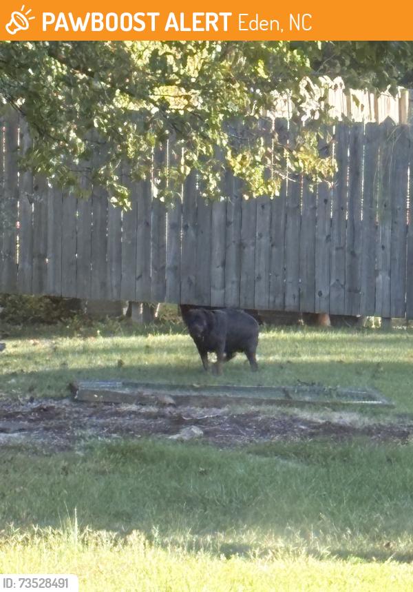 Found/Stray Unknown Dog last seen Kennedy st, Eden, NC 27288