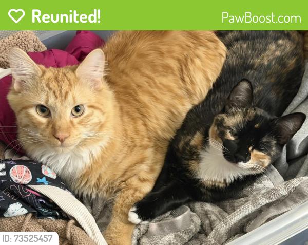 Reunited Male Cat last seen Watt st, Schenectady, NY 12304