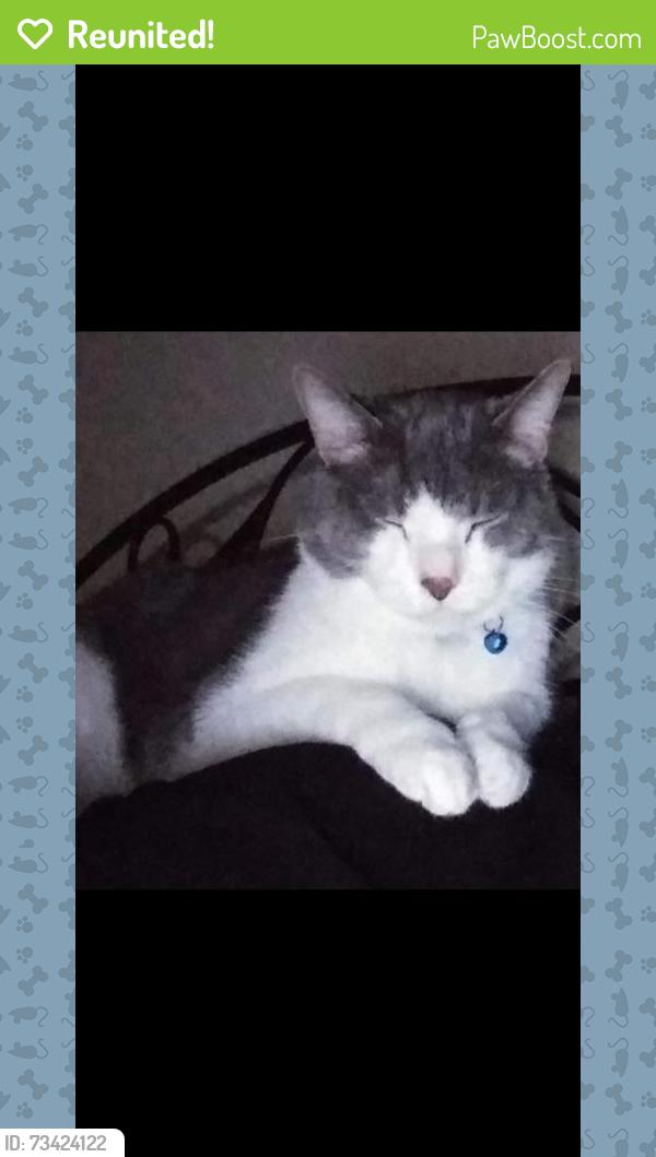 Reunited Male Cat last seen Crossover rd, Fayetteville, AR 72703