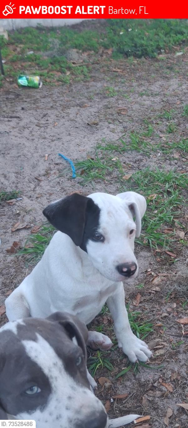 Lost Female Dog last seen Clower and Margaret Ave, Bartow, FL 33830