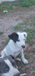Lost Female Dog last seen Clower and Margaret Ave, Bartow, FL 33830