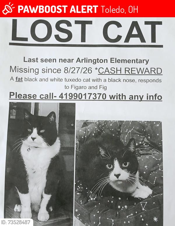 Lost Male Cat last seen Arlington elementary school, Toledo, OH 43609