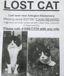 Lost Male Cat last seen Arlington elementary school, Toledo, OH 43609