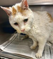 Reunited Male Cat last seen Newell Park, Saint Paul, MN 55104