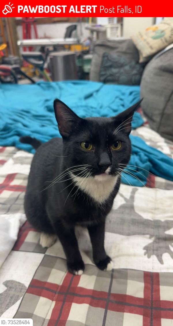 Lost Male Cat last seen Flying j, Post Falls, ID 83854