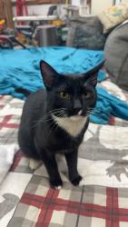 Lost Male Cat last seen Flying j, Post Falls, ID 83854