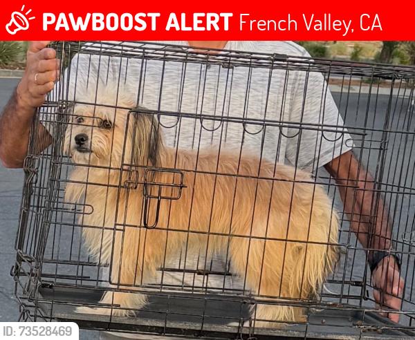 Lost Male Dog last seen Leon and Pintail, French Valley, CA 92596