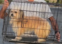 Lost Male Dog last seen Leon and Pintail, French Valley, CA 92596