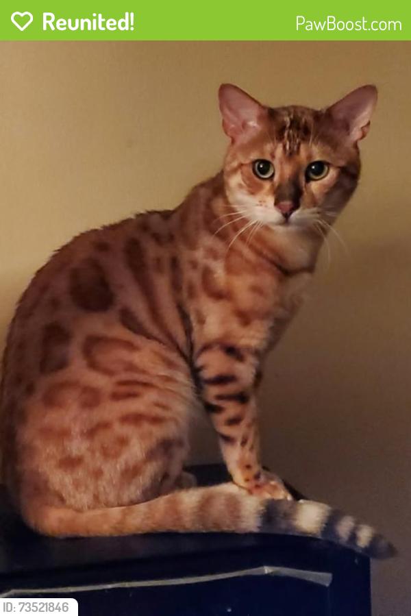Reunited Male Cat last seen Lake road and woodlane drive, Woodbury, MN 55125