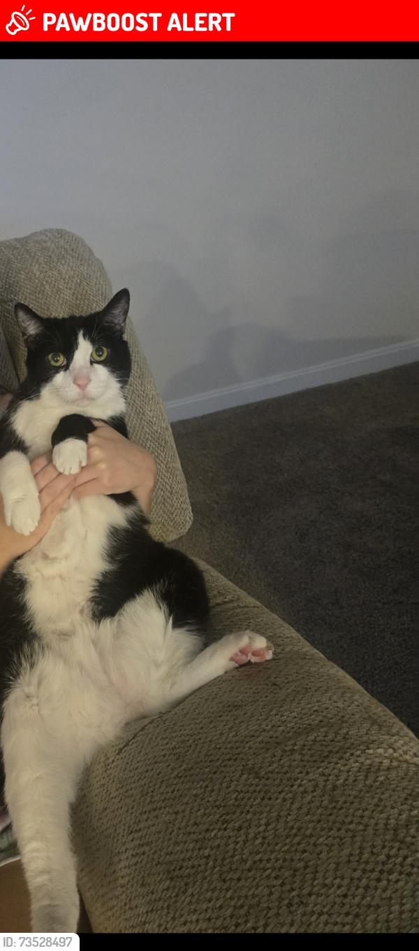 Lost Male Cat last seen Wilderness shores, Lake of the Woods, VA 22508