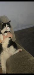 Lost Male Cat last seen Wilderness shores, Lake of the Woods, VA 22508