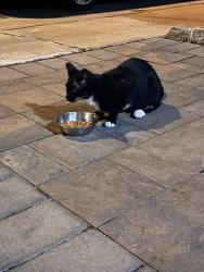 Found/Stray Female Cat last seen O’Brien Park, Elizabeth, NJ 07202