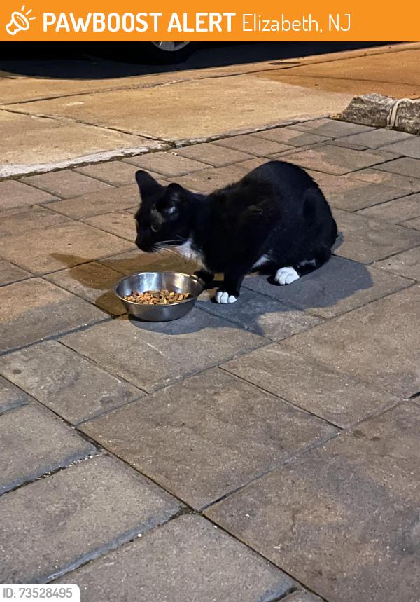 Found/Stray Female Cat last seen O’Brien Park, Elizabeth, NJ 07202