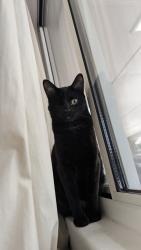 Lost Male Cat last seen Isleta and arenal, Albuquerque, NM 87105