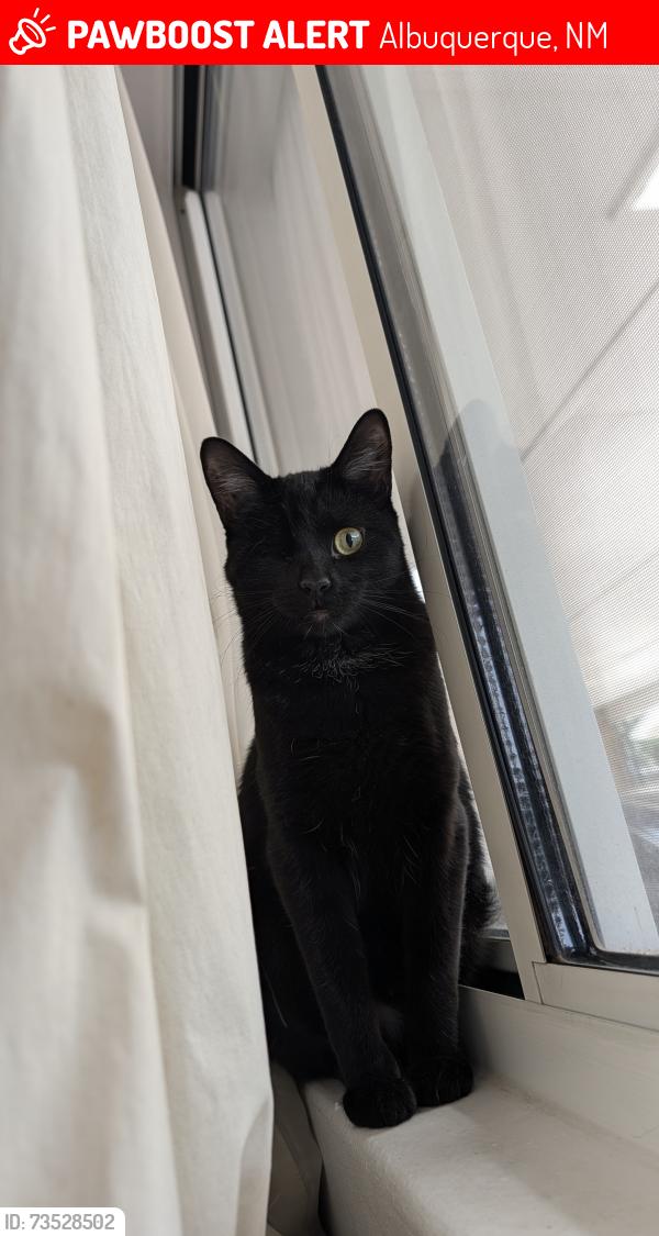 Lost Male Cat last seen Isleta and arenal, Albuquerque, NM 87105