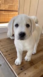 Found/Stray Male Dog last seen Near Darwin Dr, Moreno Valley, CA 92555, Moreno Valley, CA 92555
