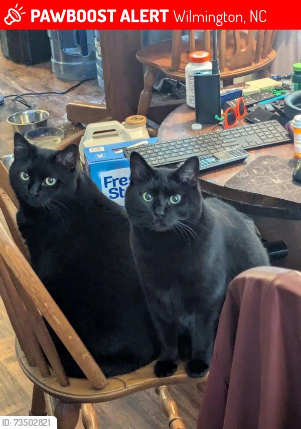 Lost Female Cat last seen Kerr and Maple, Wilmington, NC 28403