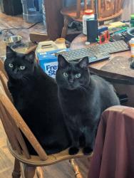 Lost Female Cat last seen Kerr and Maple, Wilmington, NC 28403