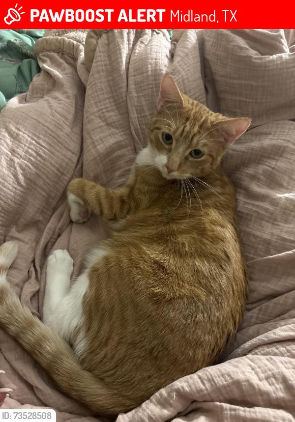 Lost Male Cat last seen Alamo Middle School, Midland, TX 79703