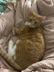 Lost Male Cat last seen Alamo Middle School, Midland, TX 79703