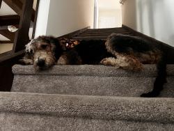 Reunited Female Dog last seen 77th & 71st, Tulsa, OK 74133