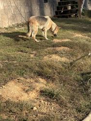 Reunited Male Dog last seen Clark ln Powell tn, Anderson County, TN 37849