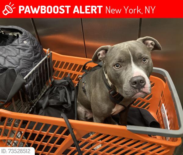 Lost Male Dog last seen 46th betweeen 6th and 7th avenue, New York, NY 10036