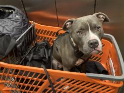 Lost Male Dog last seen 46th betweeen 6th and 7th avenue, New York, NY 10036