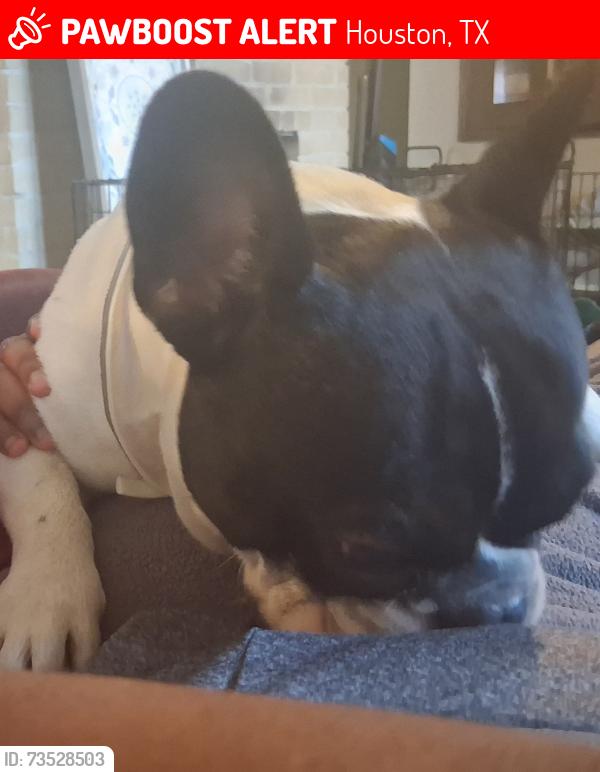 Lost Male Dog last seen Mission bend patk, Houston, TX 77083