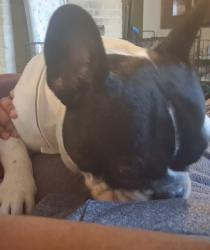Lost Male Dog last seen Mission bend patk, Houston, TX 77083